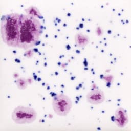 CG-1011 Frosted Berries